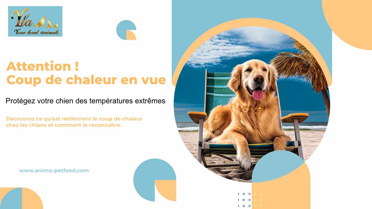 comment-les-chiens-régulent-leur-température-en-cas-de-coup-de-chaleur